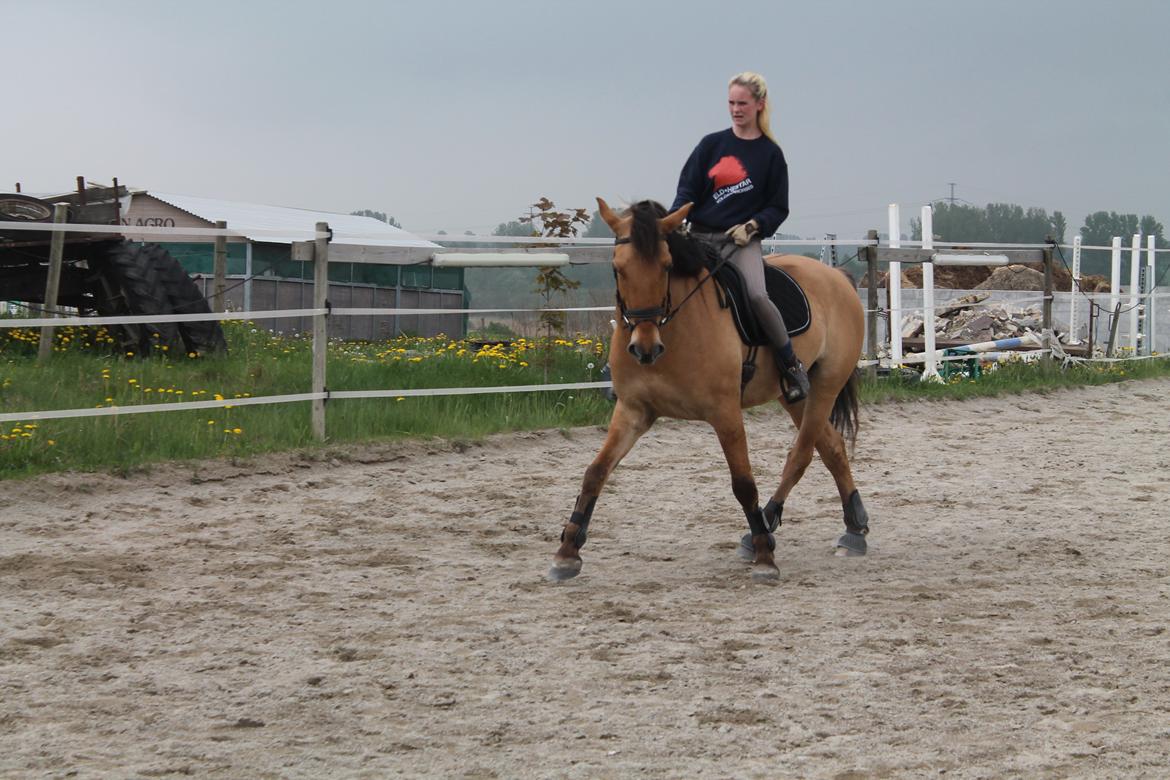 Anden særlig race Golden Guy *AKA Sune* - 24.05.2013 billede 8