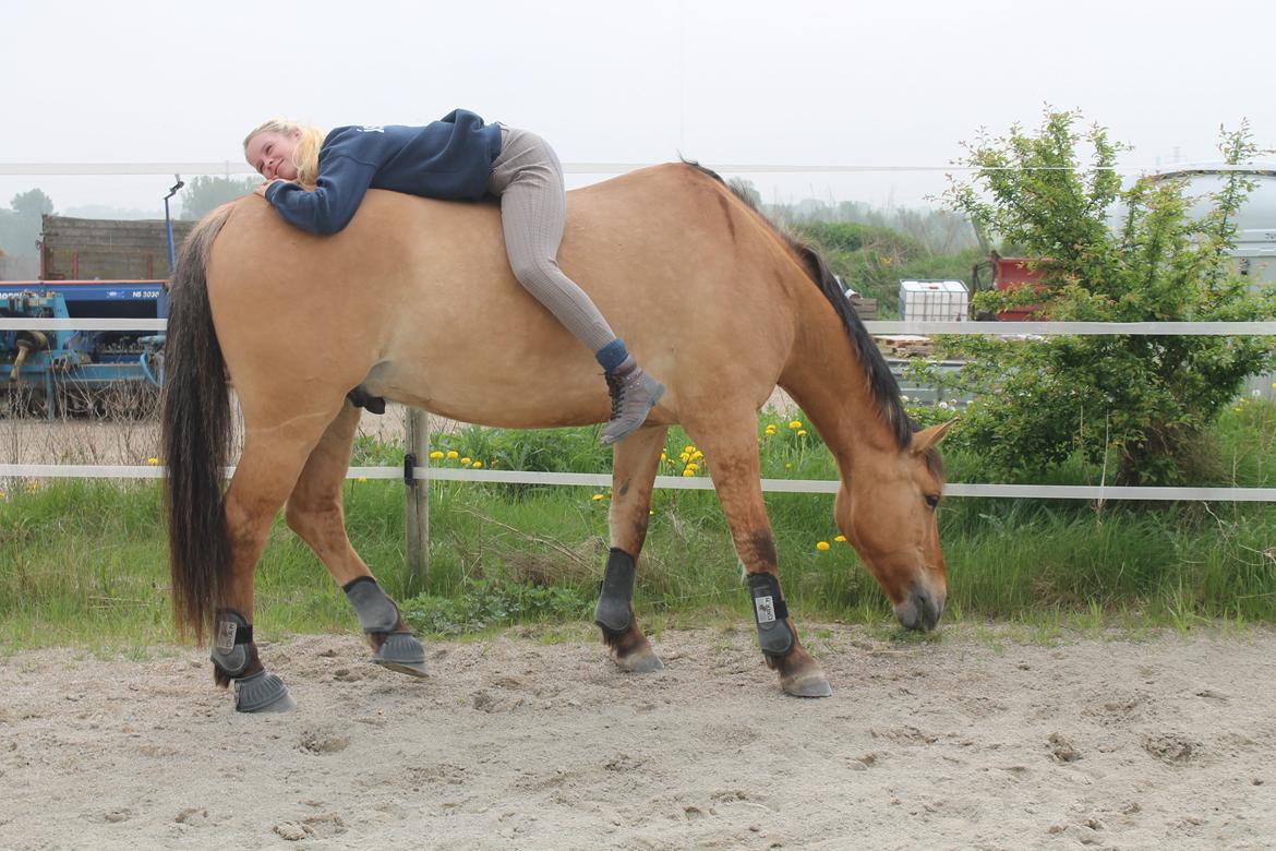 Anden særlig race Golden Guy *AKA Sune* - Kommer til at savne dig min skat! billede 20