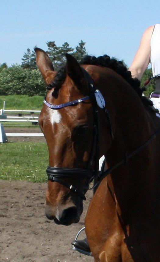 Dansk Varmblod Ponjaei - stævne skive. maj 2013 billede 2