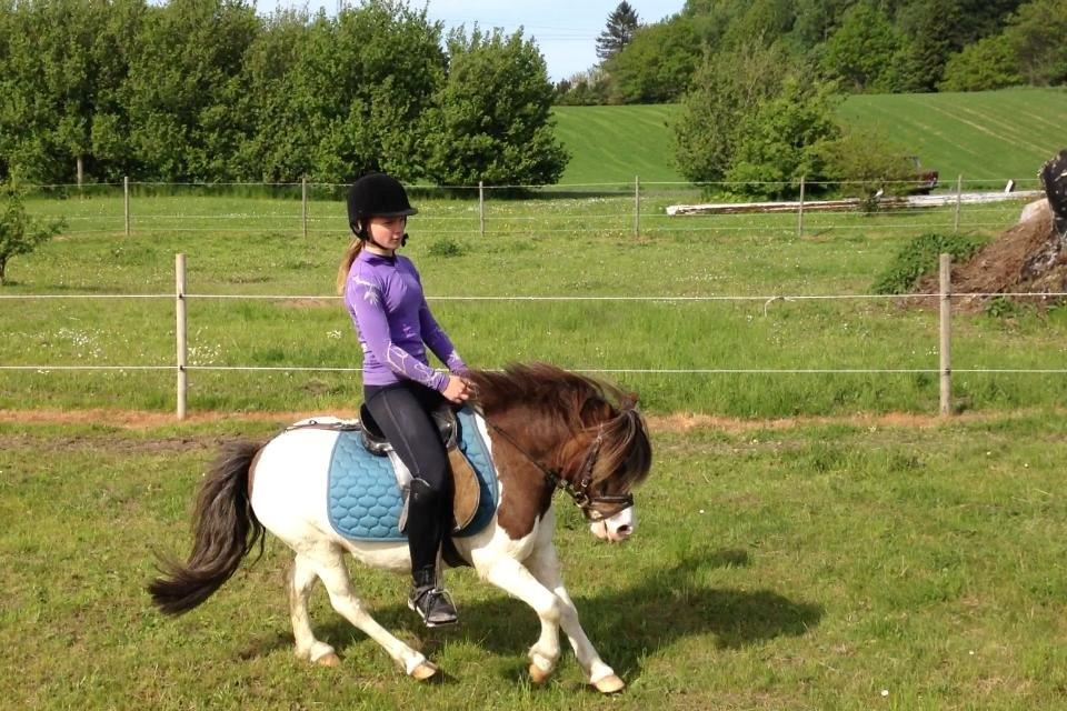 Shetlænder Prins Ludwig billede 1