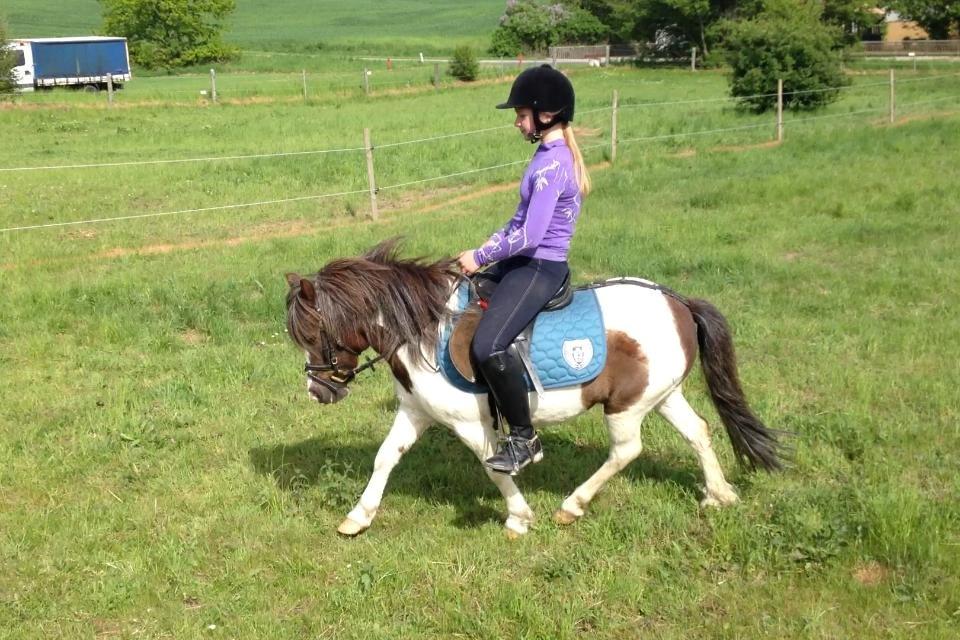 Shetlænder Prins Ludwig billede 3