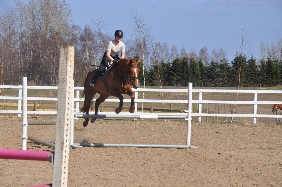 Dansk Varmblod Askemosens Marsia - 14. Springtræning billede 14
