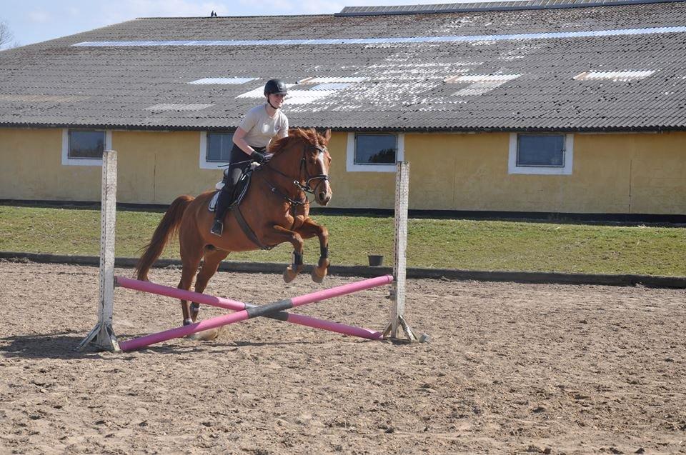 Dansk Varmblod Askemosens Marsia - 11. Opvarmining :) billede 11