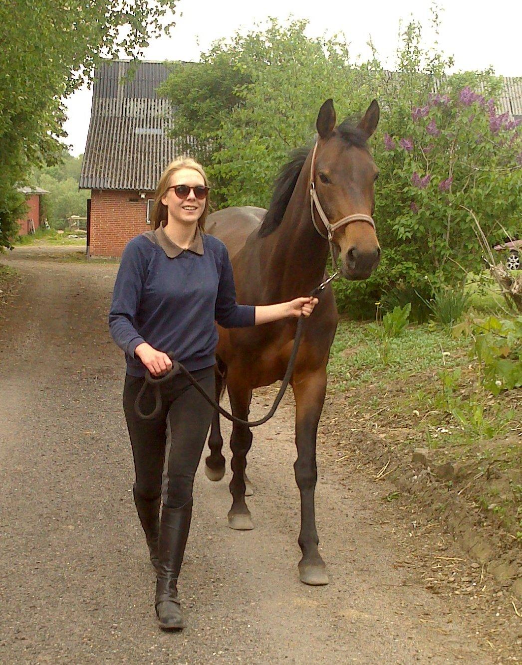 Dansk Varmblod Kastaniegårdens Nivea billede 18