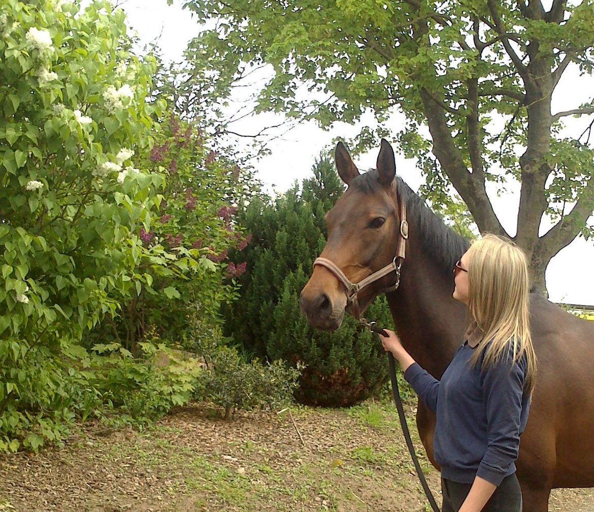 Dansk Varmblod Kastaniegårdens Nivea - Min dejlige lille dame :-))) billede 8