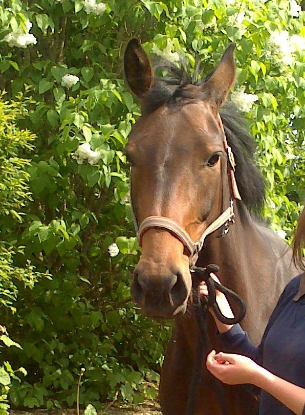 Dansk Varmblod Kastaniegårdens Nivea billede 3