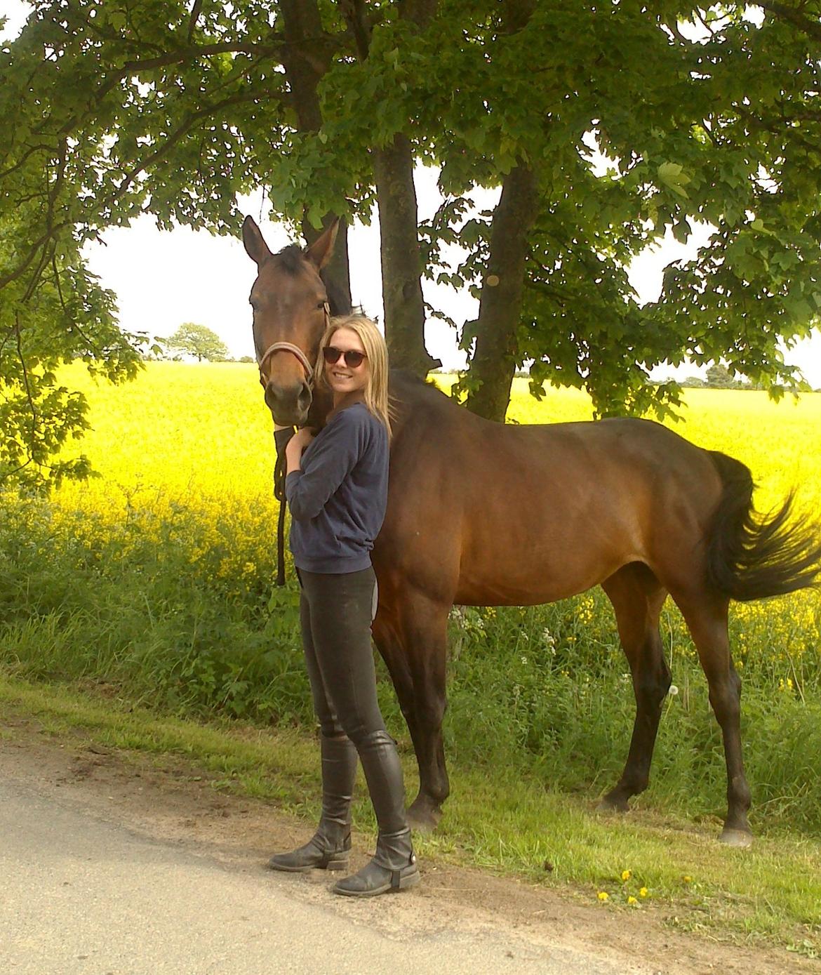 Dansk Varmblod Kastaniegårdens Nivea billede 11