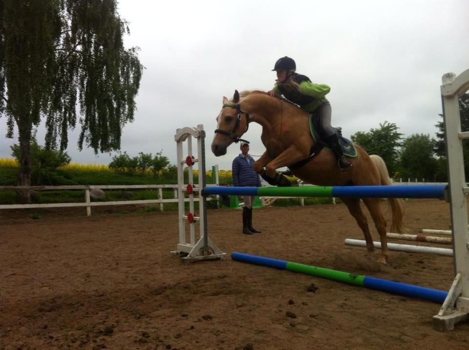 Palomino SKOVLYST'S LOGAN - Virkelig fed dag idag! Vi springer da bare lige i trav uden tøjler kun cordeo, og med en arm på ryggen hvorfor ikke så stolt af hyppen der bare flyver over springene! undervisning af angelo! billede 15