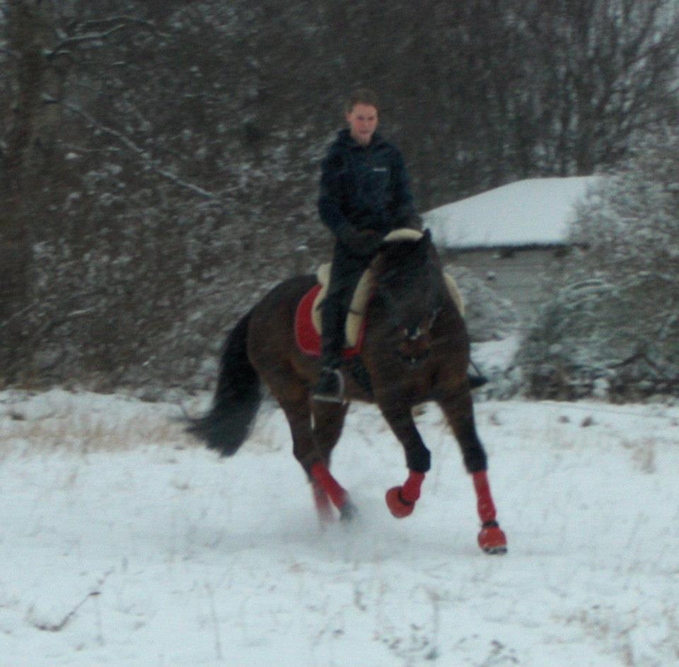Anden særlig race Balou - Januar 2013 <3 billede 7
