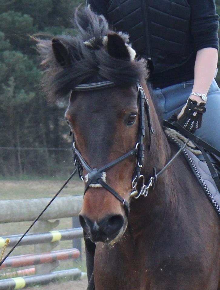 Anden særlig race Balou - Min smukke pony ! billede 10