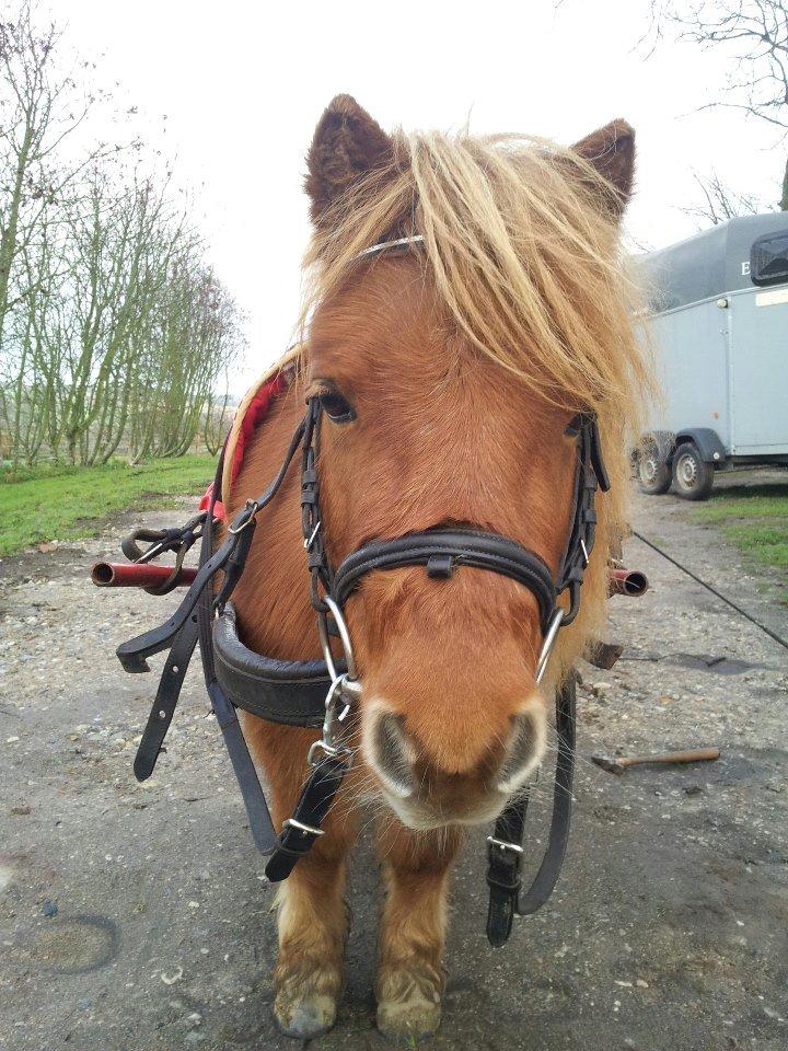 Anden særlig race Sille ll - Endelig kan vi køre med vogn ! billede 16