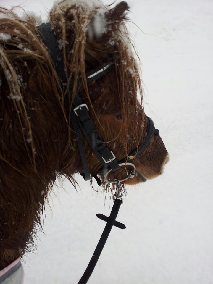 Anden særlig race Sille ll - Ude og ride vinter 2012 billede 17