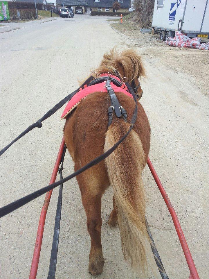 Anden særlig race Sille ll - Ingen som du ! billede 18