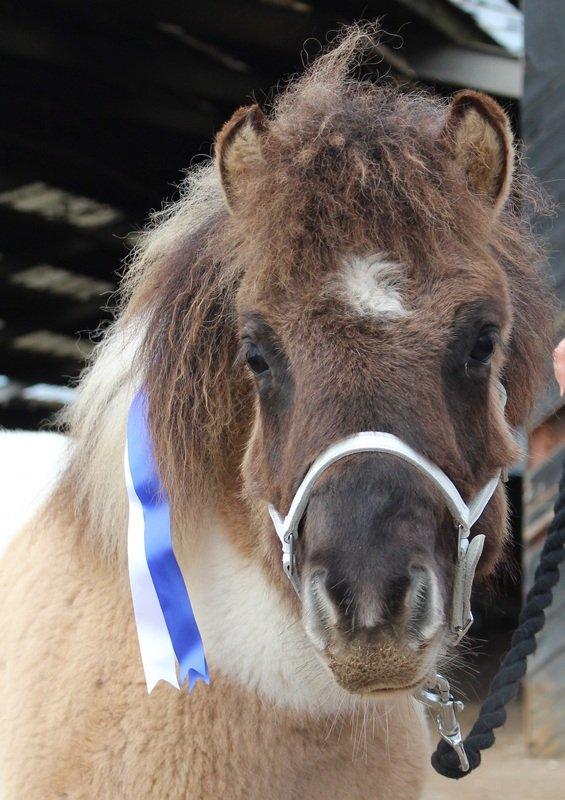 Shetlænder Pindstruphavens Nando - Følskue billede 12