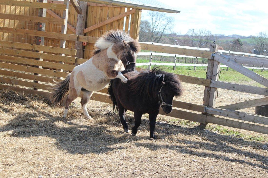 Shetlænder Pindstruphavens Nando - Lidt hingst! billede 14