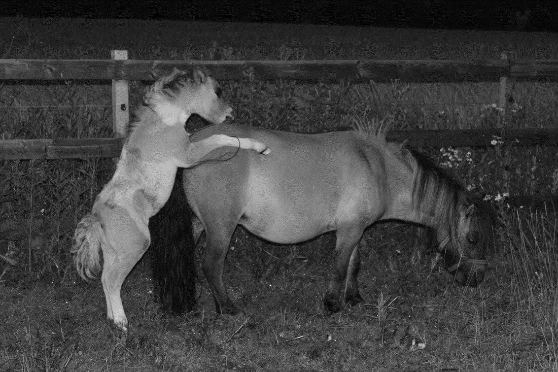 Shetlænder Pindstruphavens Nando - Han vidste han var hingst allerede som bette !  billede 16