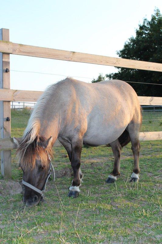 Shetlænder SK Farms Agnes - Agnes på græs billede 1