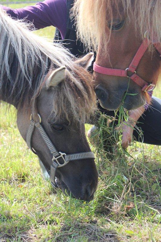 Shetlænder SK Farms Agnes - Agnes og Sille billede 2