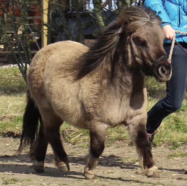 Shetlænder SK Farms Agnes - Lille løbe tur billede 3
