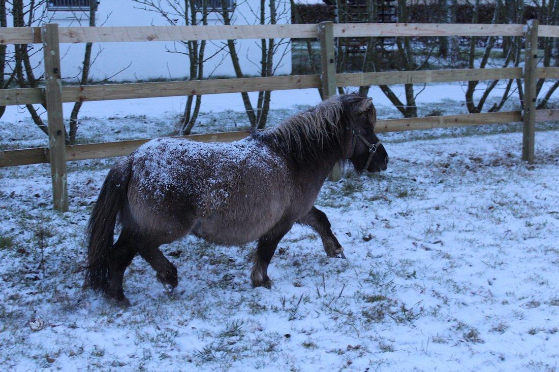 Shetlænder SK Farms Agnes - En kold vinter billede 4