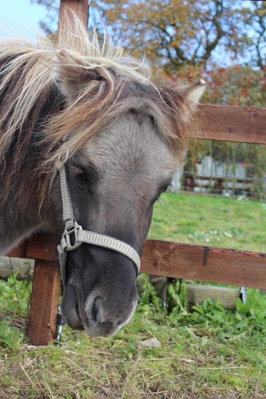 Shetlænder SK Farms Agnes - Søød billede 5