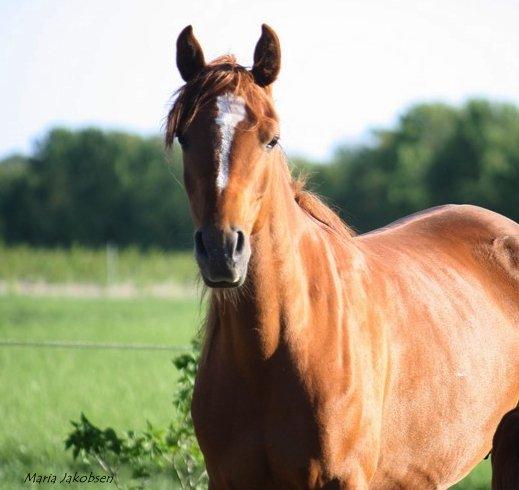 Arabisk fuldblod (OX) Finally Al-Bait OX 5493 SOLGT ! billede 7