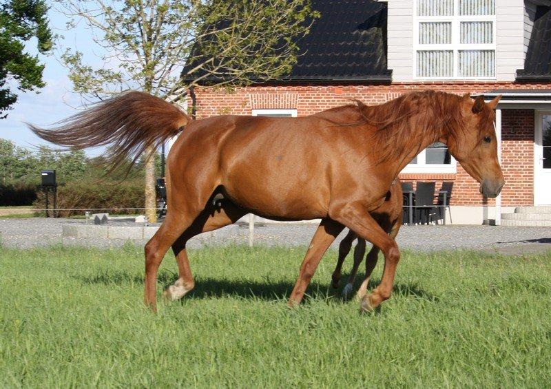 Arabisk fuldblod (OX) Finally Al-Bait OX 5493 SOLGT ! billede 4