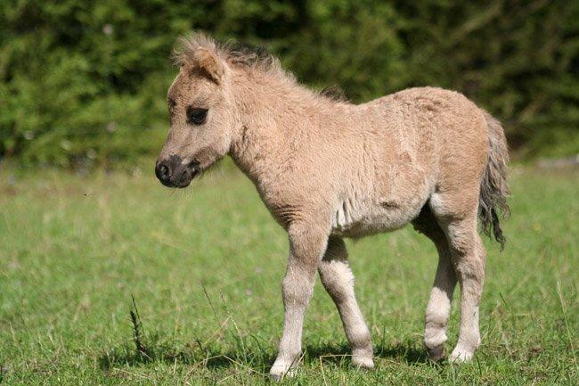 Shetlænder SK Farms Agnes - Lille Agnes billede 6