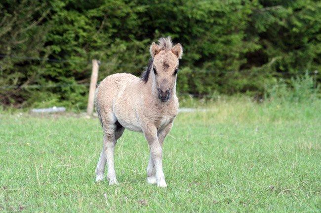 Shetlænder SK Farms Agnes - Bette Agnes billede 7