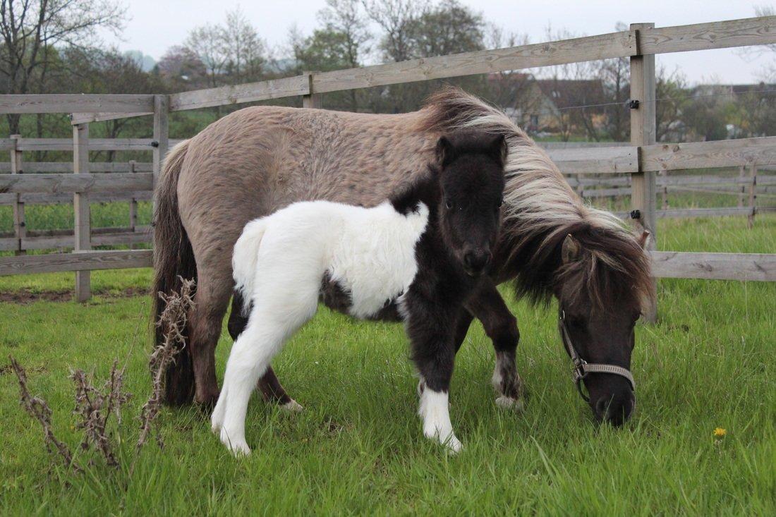 Shetlænder SK Farms Agnes - Agnes og Amy billede 8