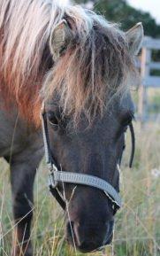 Shetlænder SK Farms Agnes - Søde Agnes billede 9