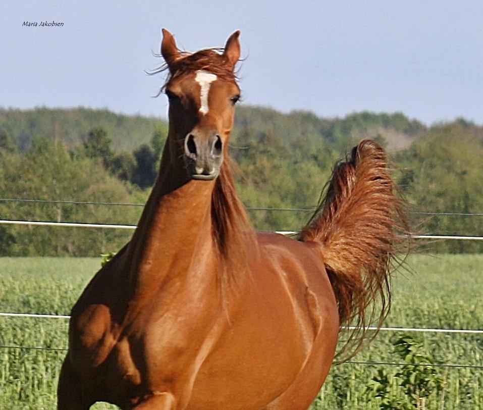 Arabisk fuldblod (OX) Finally Al-Bait OX 5493 SOLGT ! billede 1