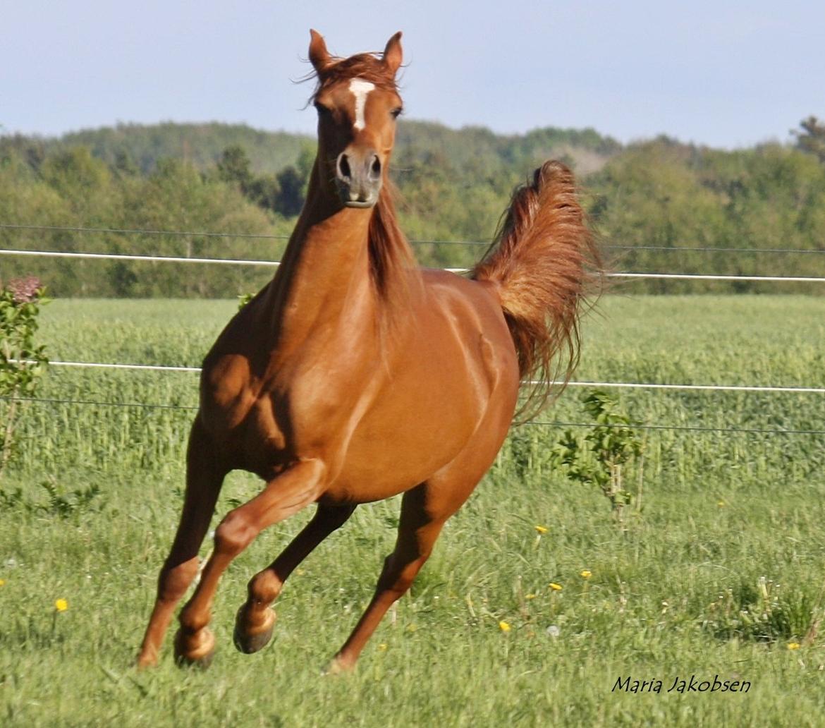 Arabisk fuldblod (OX) Finally Al-Bait OX 5493 SOLGT ! billede 2