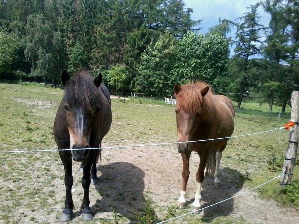 Islænder Flicka billede 18