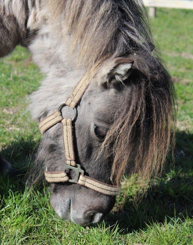 Shetlænder Shakira Liebas - Smukke tøs billede 2