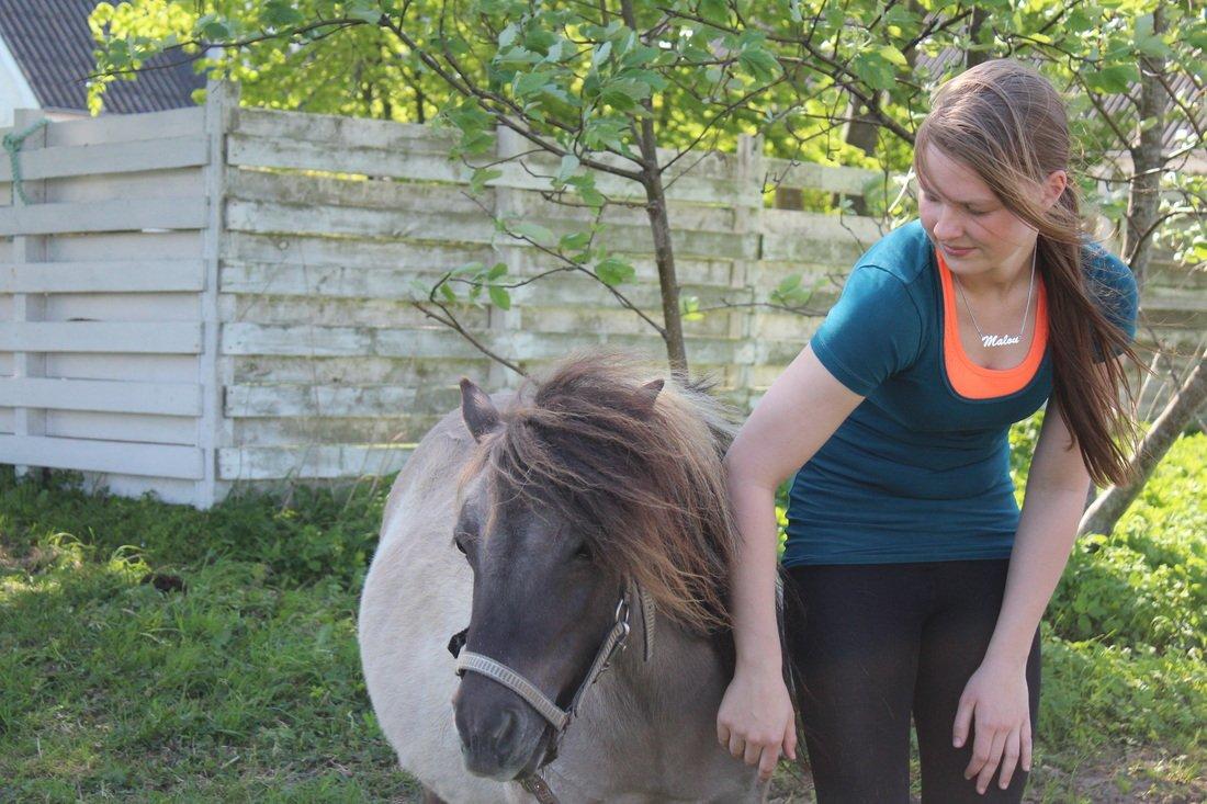 Shetlænder Shakira Liebas - Vi hygger billede 3