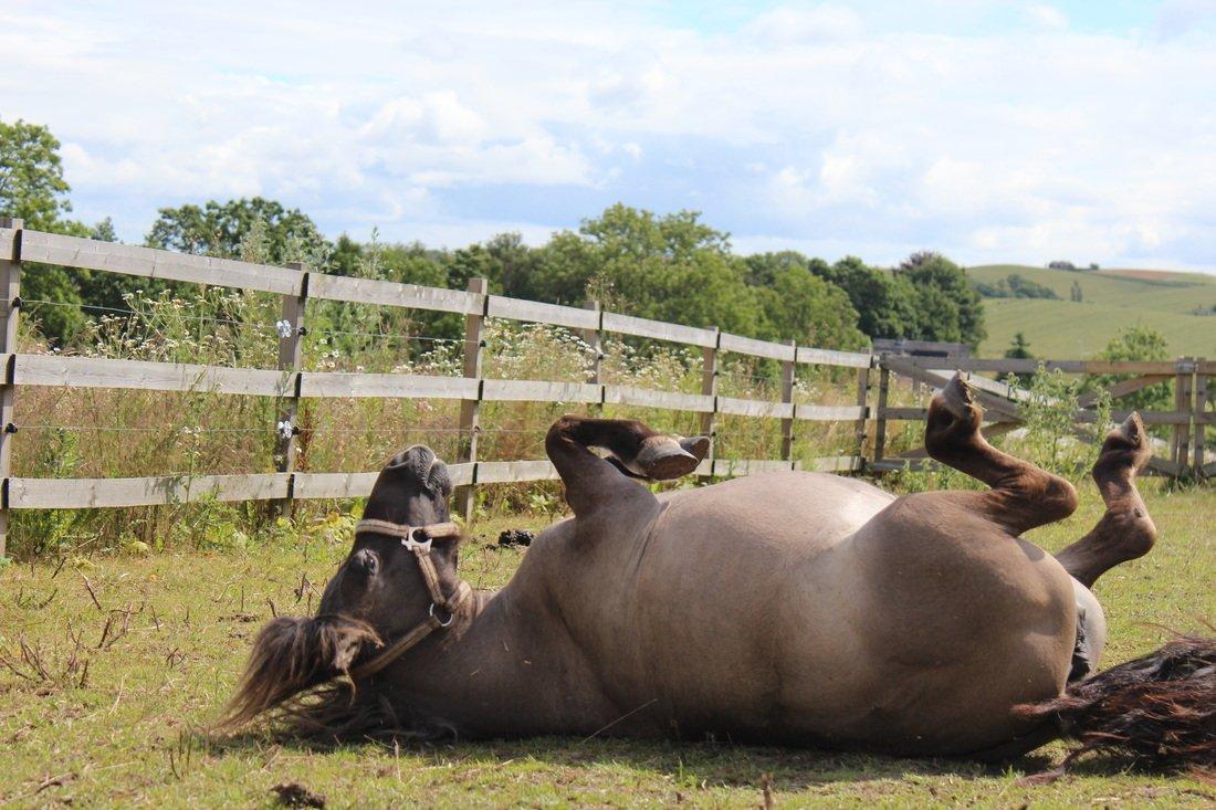 Shetlænder Shakira Liebas billede 4