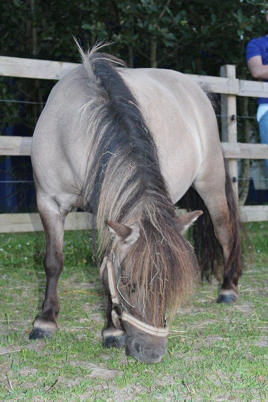 Shetlænder Shakira Liebas billede 5