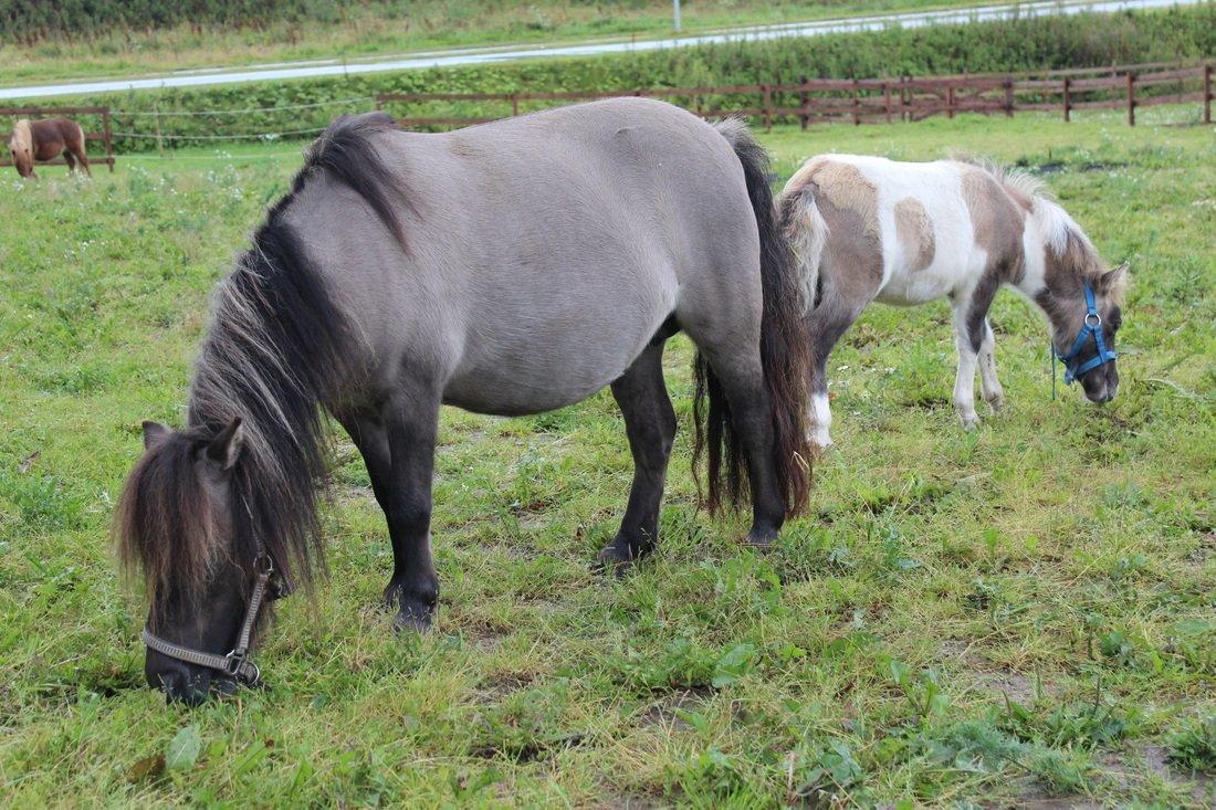 Shetlænder Shakira Liebas - Shakira og Nando! billede 6