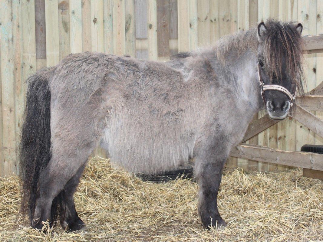 Shetlænder Shakira Liebas billede 7