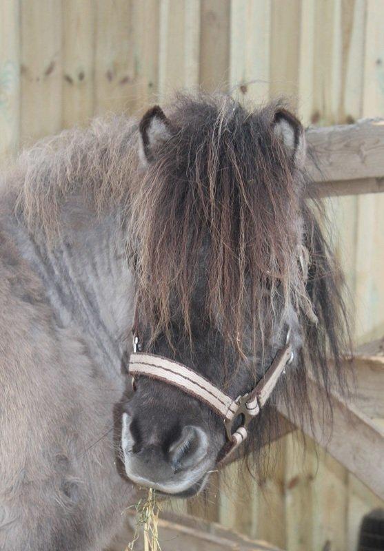 Shetlænder Shakira Liebas billede 8