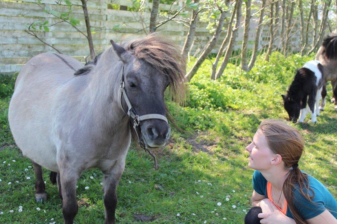 Shetlænder Shakira Liebas billede 9