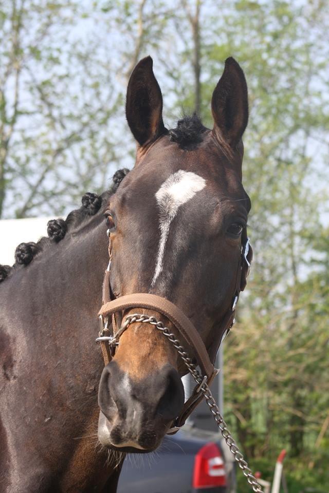 Anden særlig race Sir Charming Felix - Første gang han var til stævne 19 maj 2013 billede 1