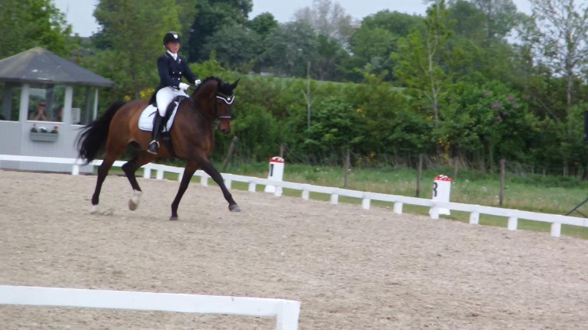 Dansk Varmblod Swingking havdal - DM i Ringsted 2013 billede 20