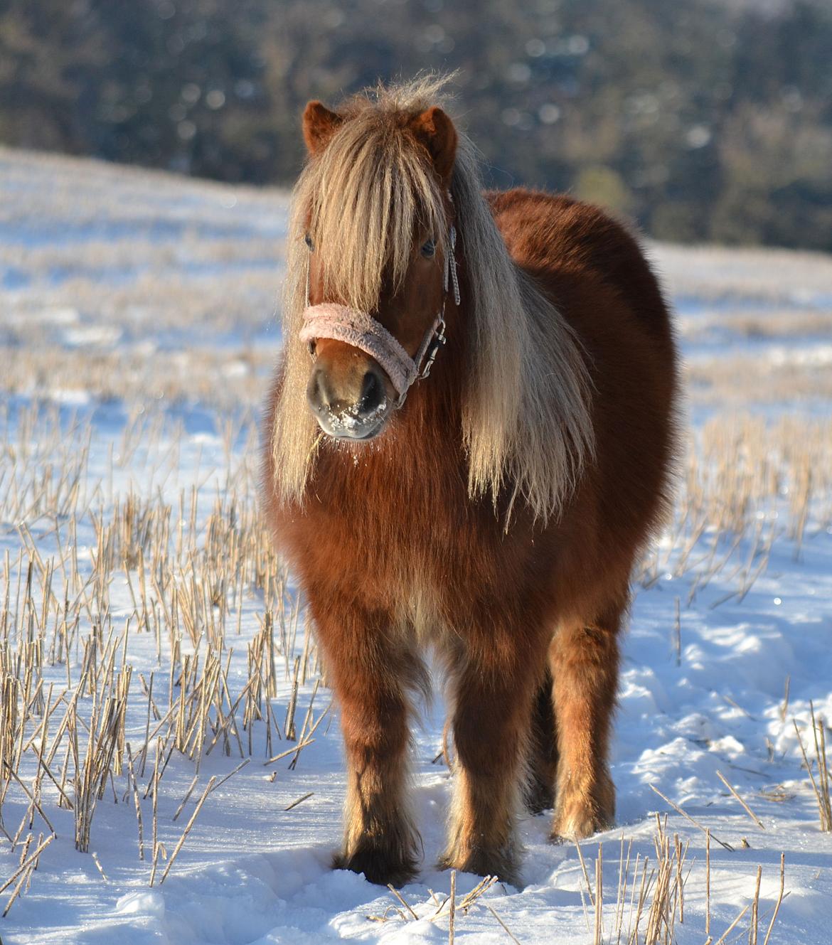 Shetlænder Tine!<3 (bamsen) - Den smukke i seen!<3 billede 3