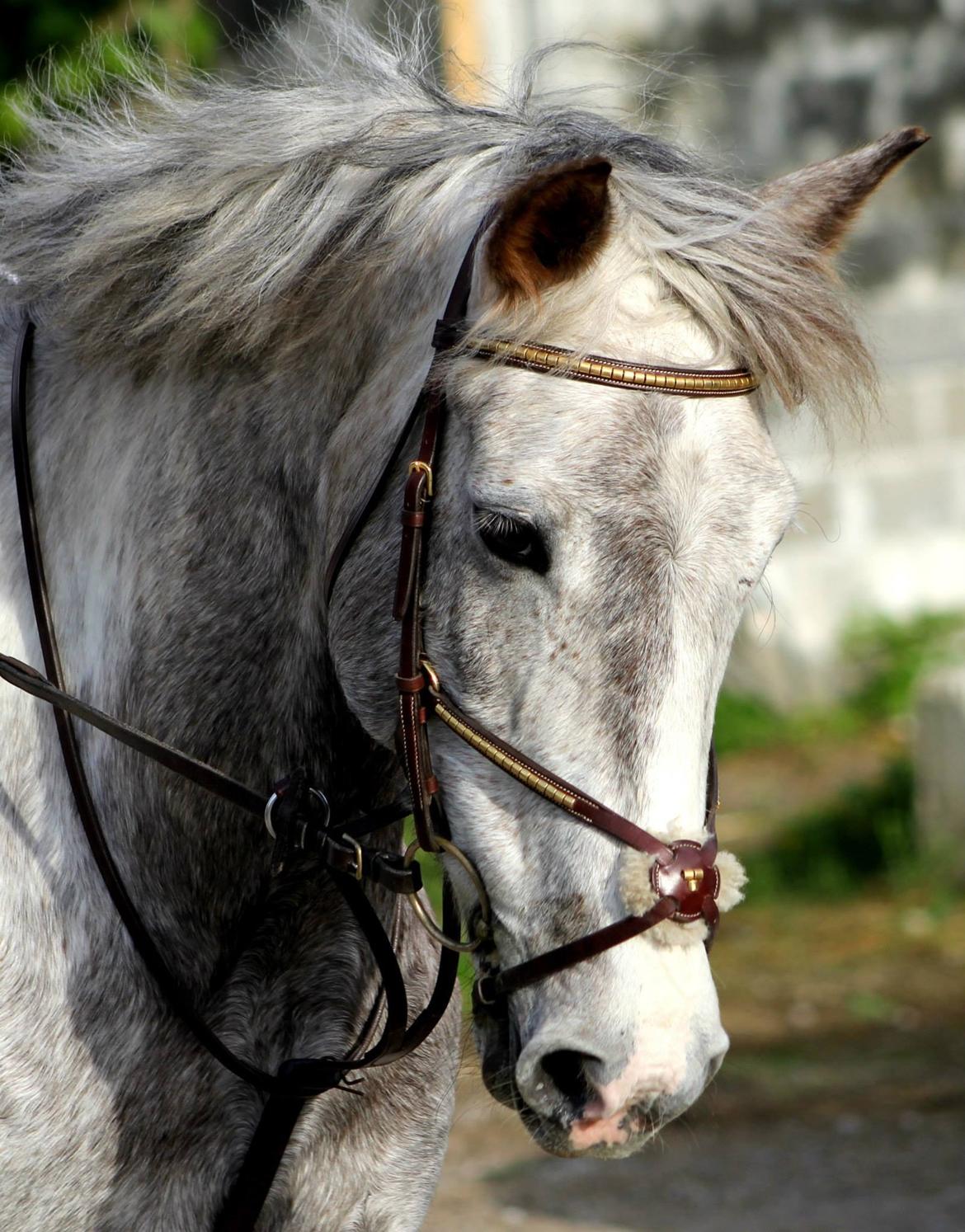 Anden særlig race Blue Fancy (Lille Grå) - 15. så smuk<3
taget af CLC billede 15