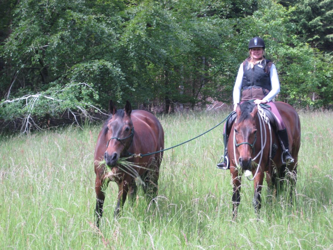 Dansk Varmblod Feebie (Fritze) - Tur i skov som håndhest billede 1