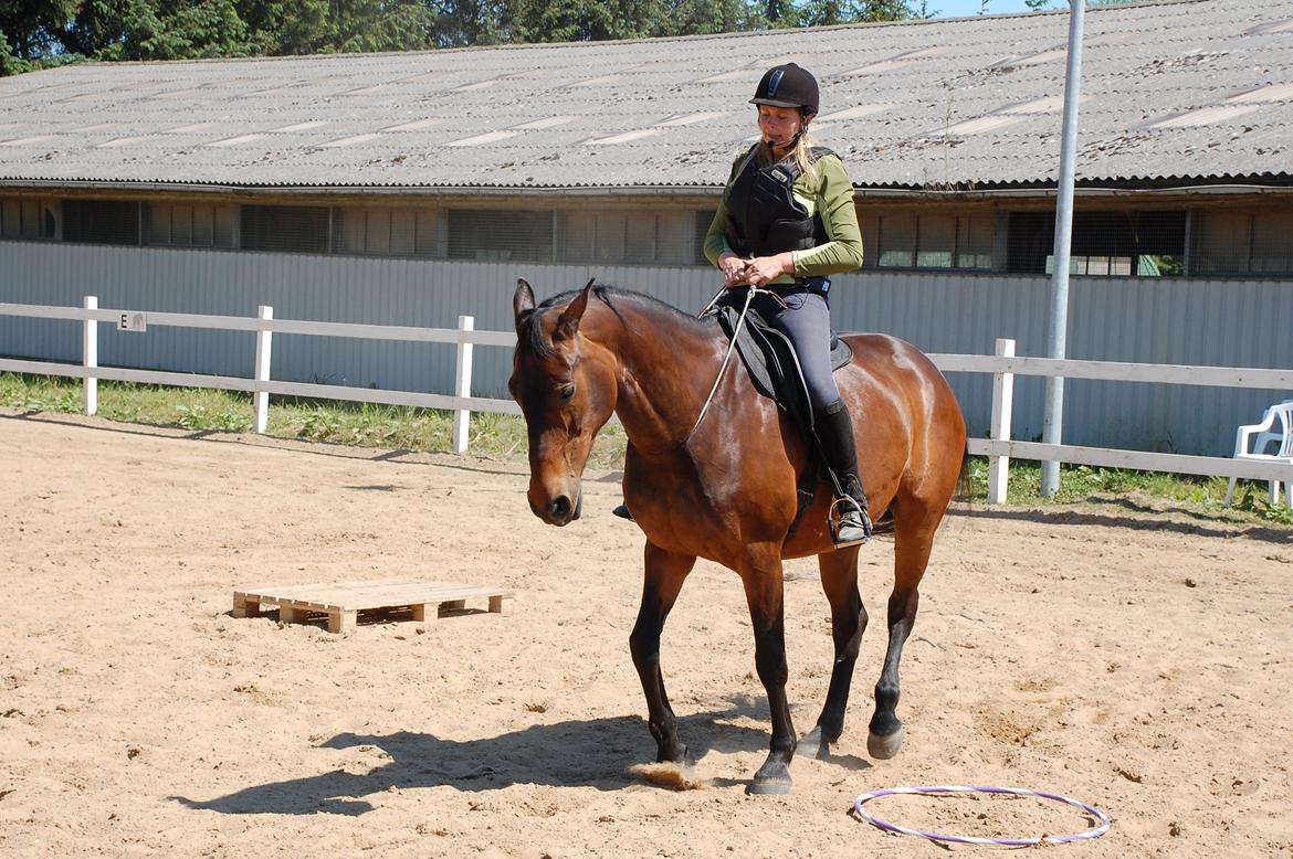 Dansk Varmblod Feebie (Fritze) - Opvisning hvor hun laver Piaff med snor om hals billede 2