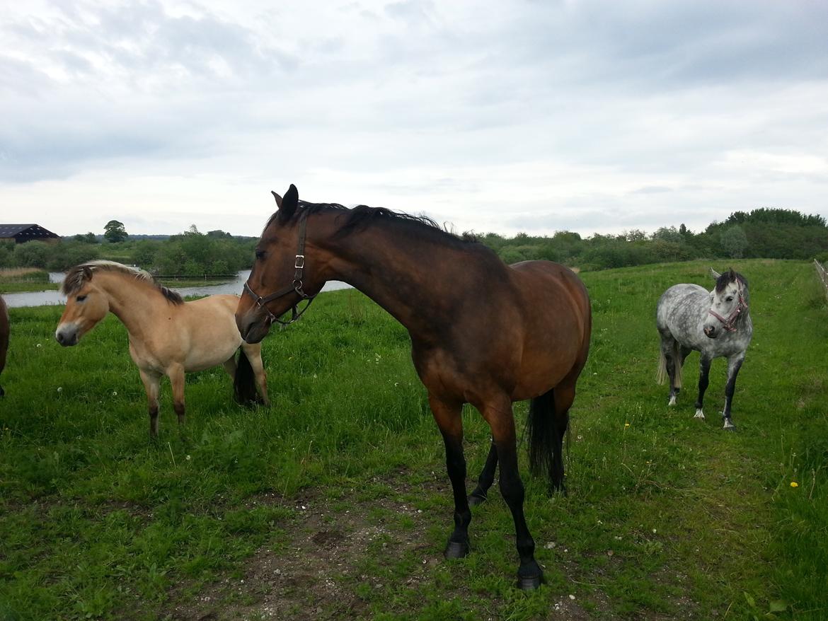 Dansk Varmblod Feebie (Fritze) - På sommergræs billede 3
