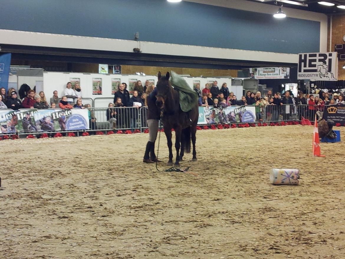 Dansk Varmblod Feebie (Fritze) - Opvisning Hesteliv billede 4